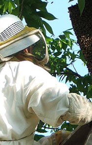 Beekeeper with her bees