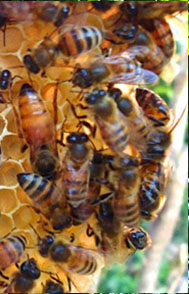 Bees building a honey comb