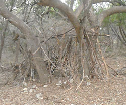 Primitive shelter built by some of the boys.