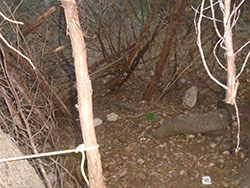 Inside primitive shelter built by some of the boys.